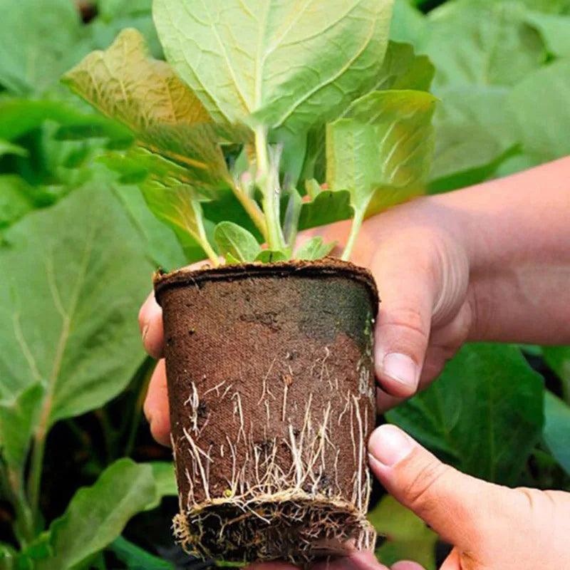 Vaso de planto biodegradável - Núcleo Seguro 